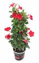 Bild von KP19 Sundaville Tower Rood